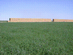 alfalfa bales in field