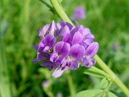 alfalfa flower
