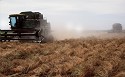 alfalfa seed harvest