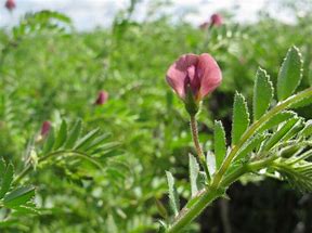 chickpea flower