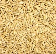 oat seed