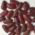 UC Nichols seed