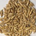 barley seed