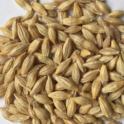 uc969 barley seed