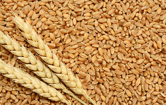 wheat
