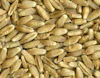 triticale seed
