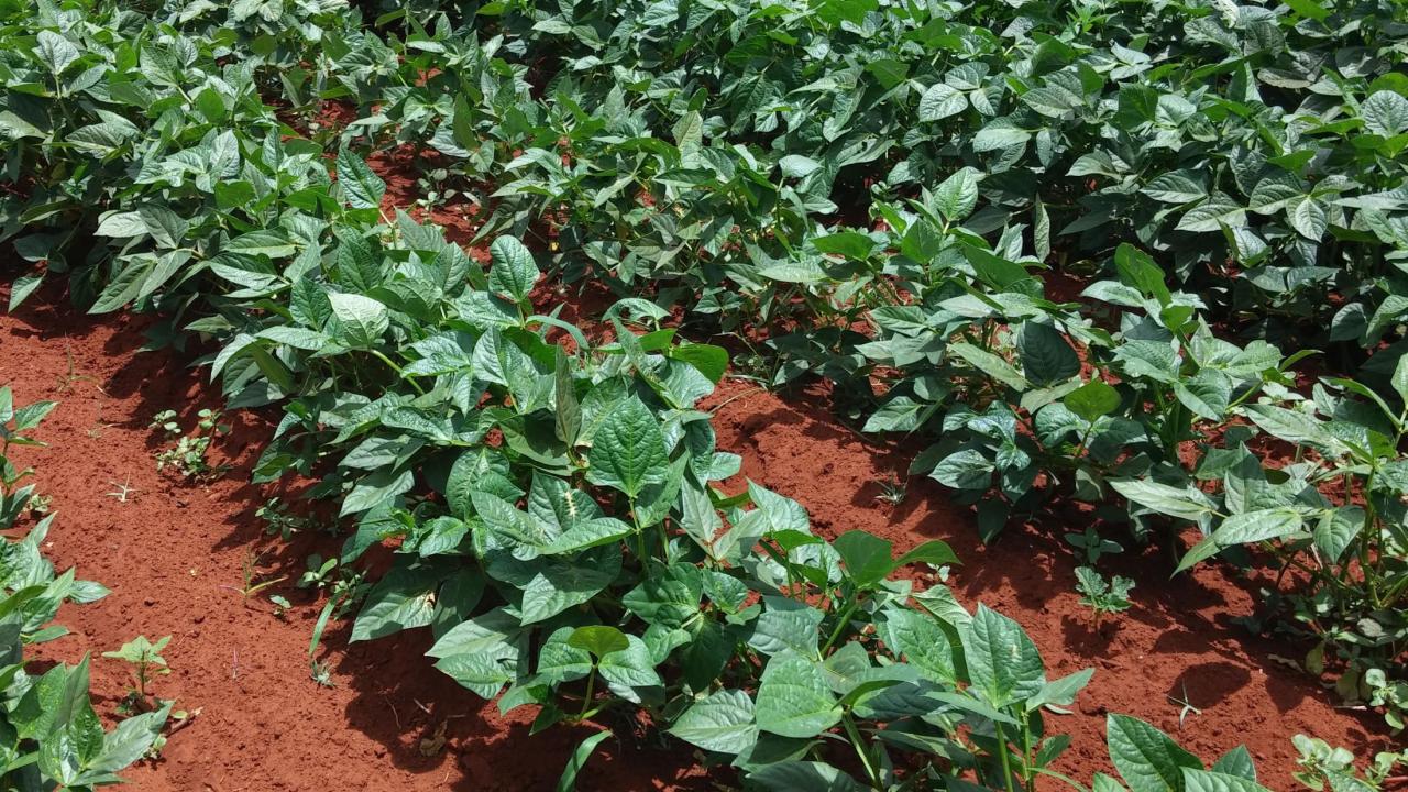 Cowpea Varieties | UC Davis Foundation Seed Program