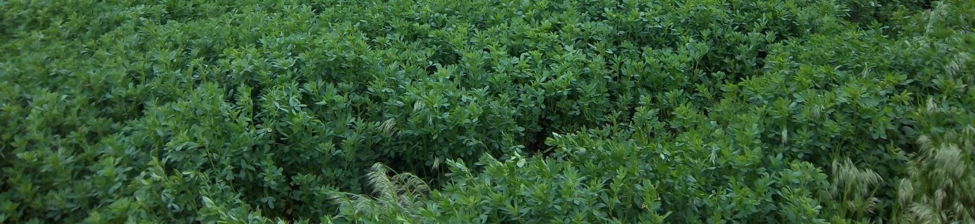 alfalfa field