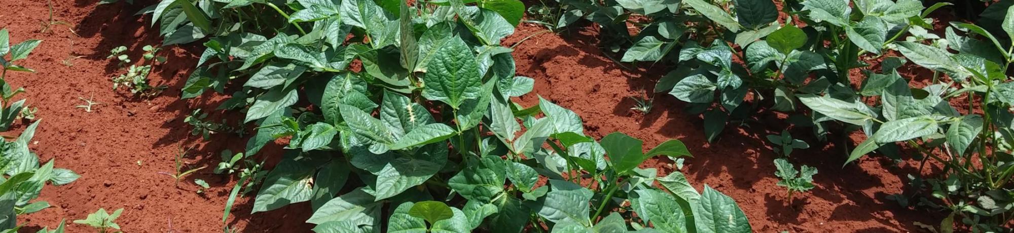 cowpea plants