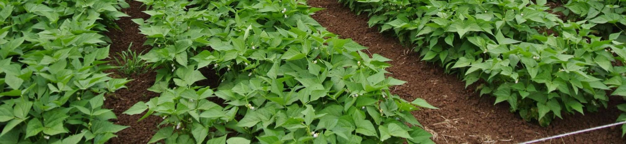 lima bean plants