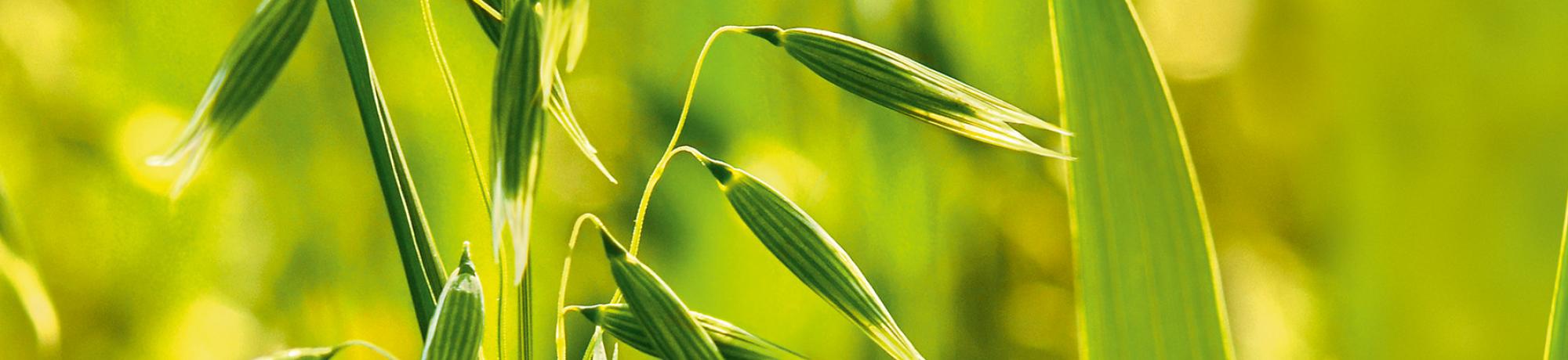 oat