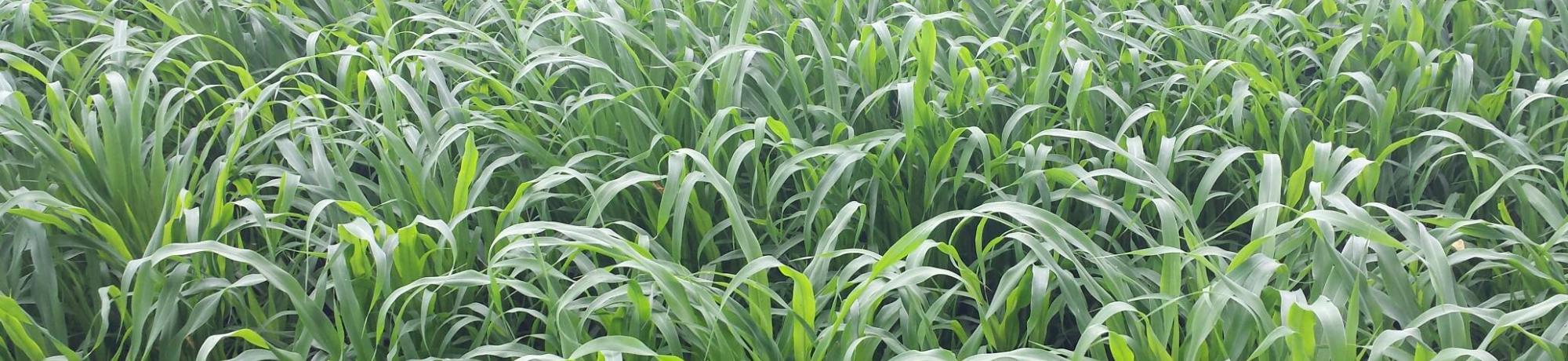 sudangrass field