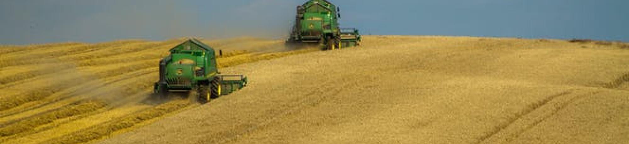 wheat harvest