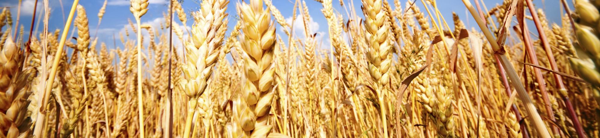wheat