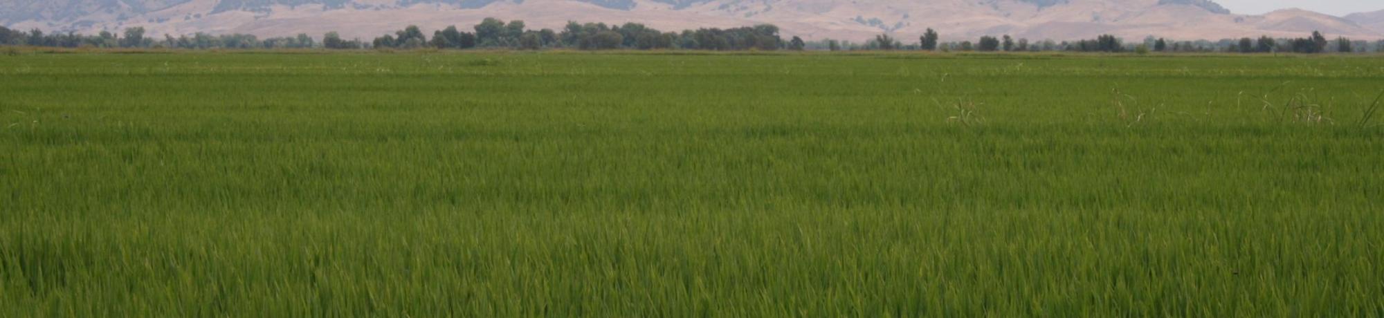 rice field
